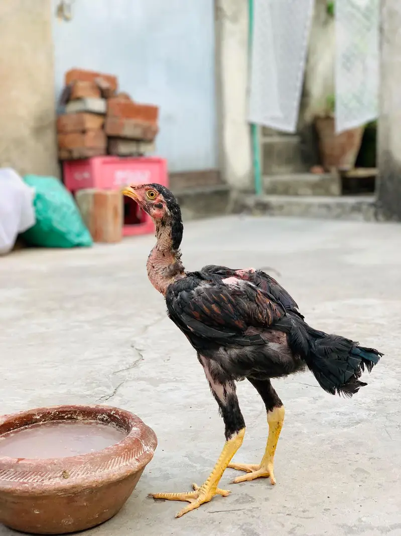 Aseel Amroha chicks — photo 12