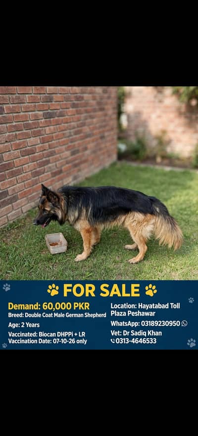 German Shepherd Double Coat Male 2 Years Vaccinated 60k Hayatabad