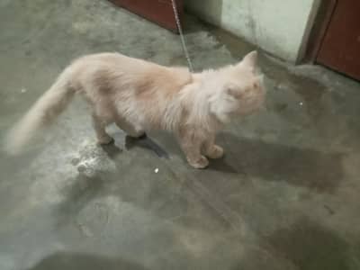 urgent for sale everything is ok 03224270351