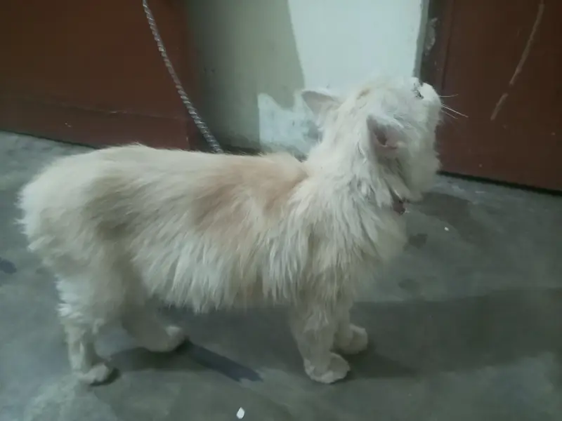 urgent for sale everything is ok 03224270351 — photo 3