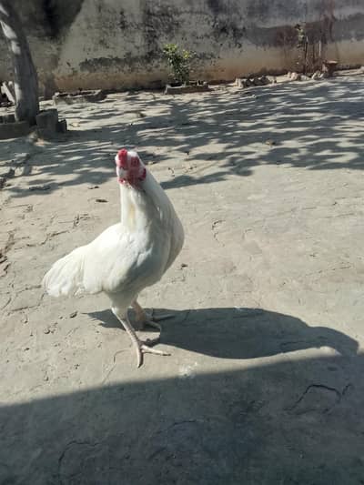 Heera Aseel Pair & Golden Buff Roosters Available for Sale
