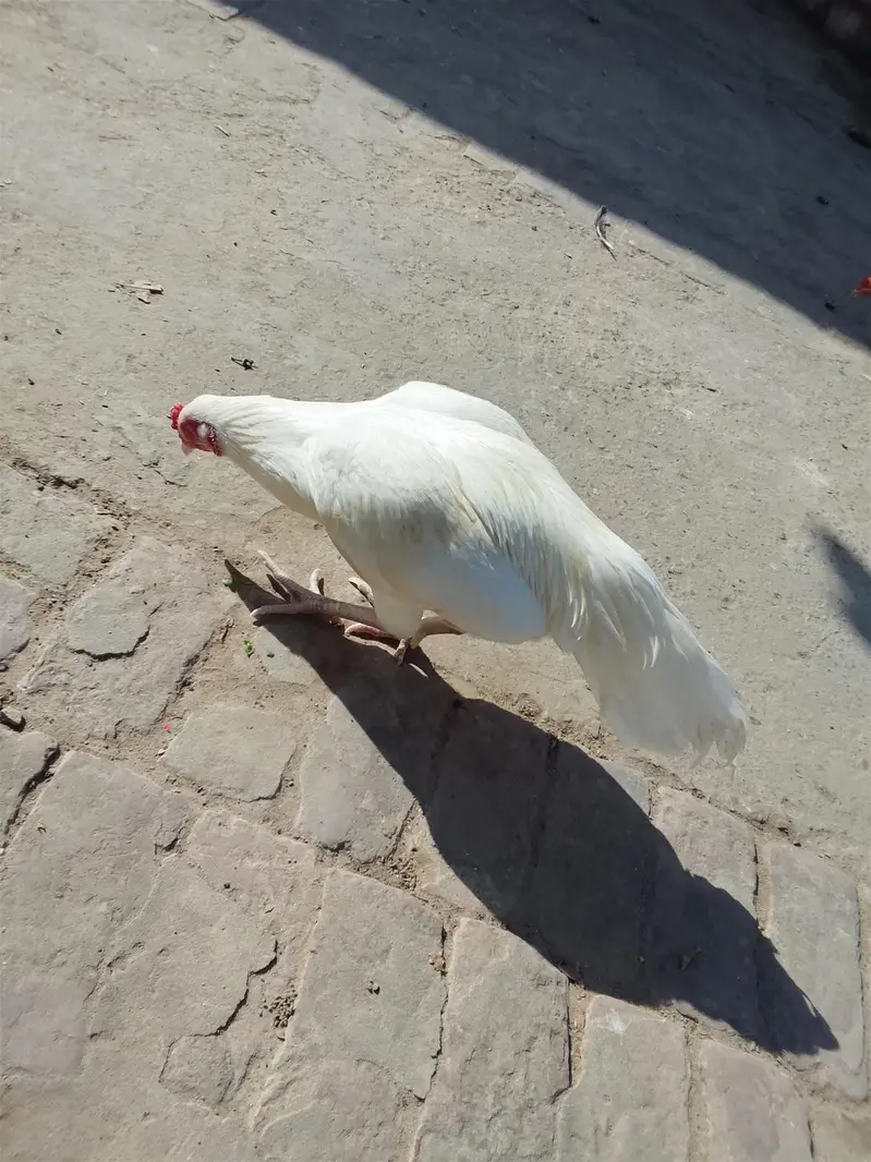 Heera Aseel Pair & Golden Buff Roosters Available for Sale — photo 2