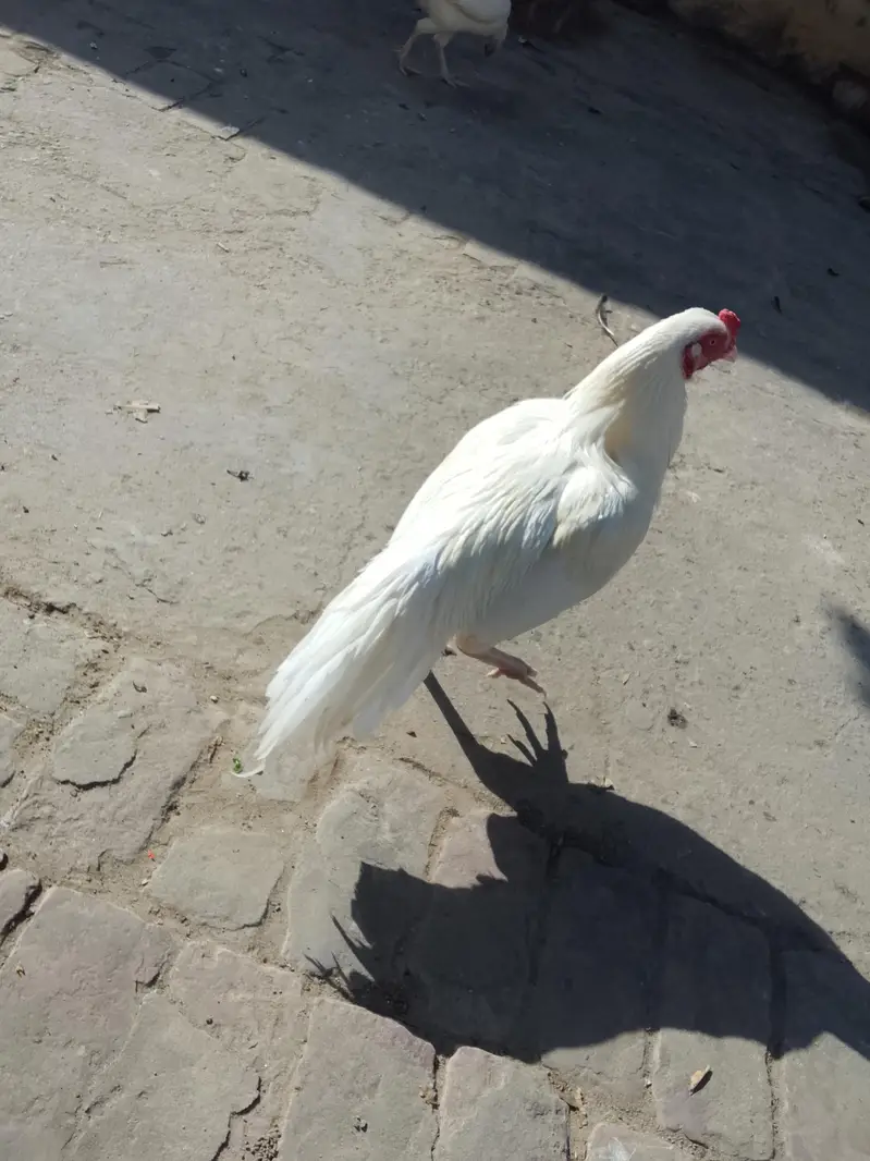 Heera Aseel Pair & Golden Buff Roosters Available for Sale — photo 3