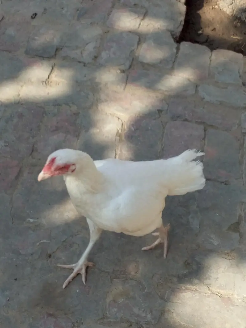 Heera Aseel Pair & Golden Buff Roosters Available for Sale — photo 4