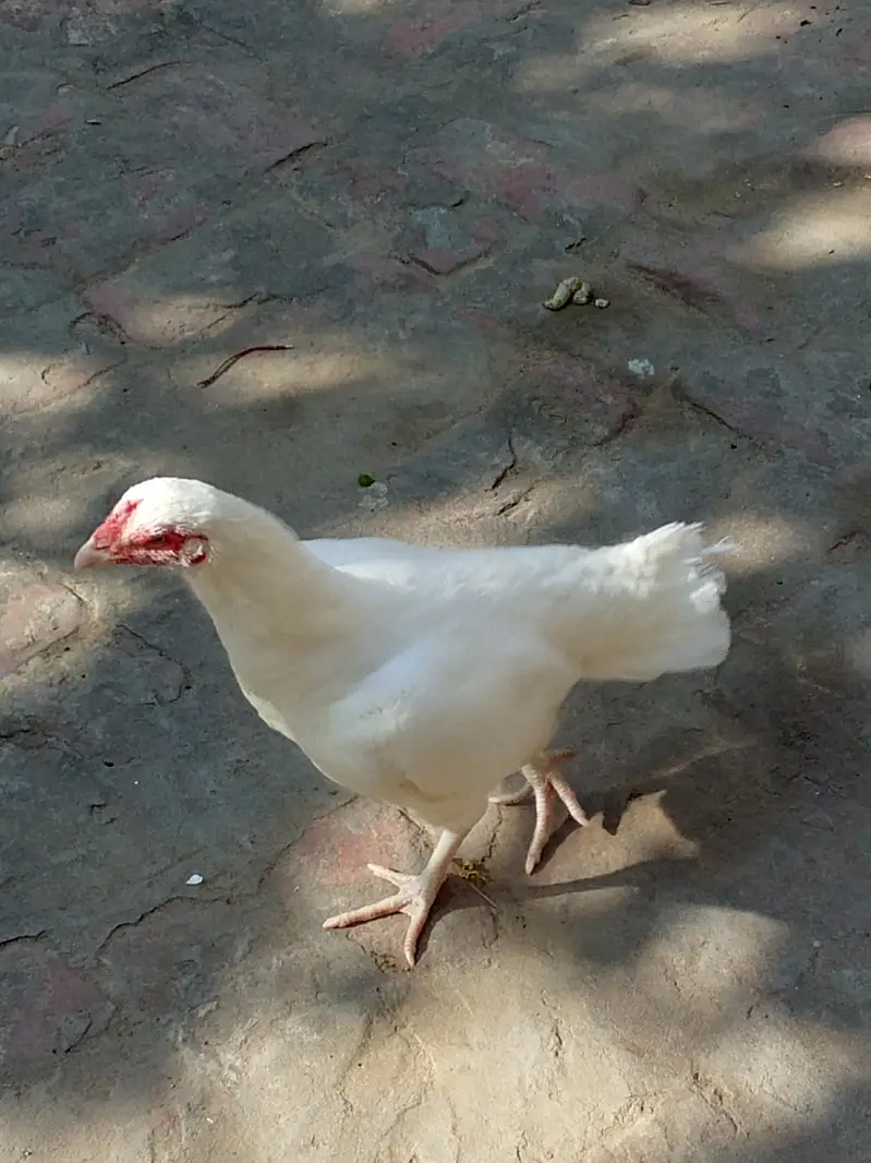 Heera Aseel Pair & Golden Buff Roosters Available for Sale — photo 5