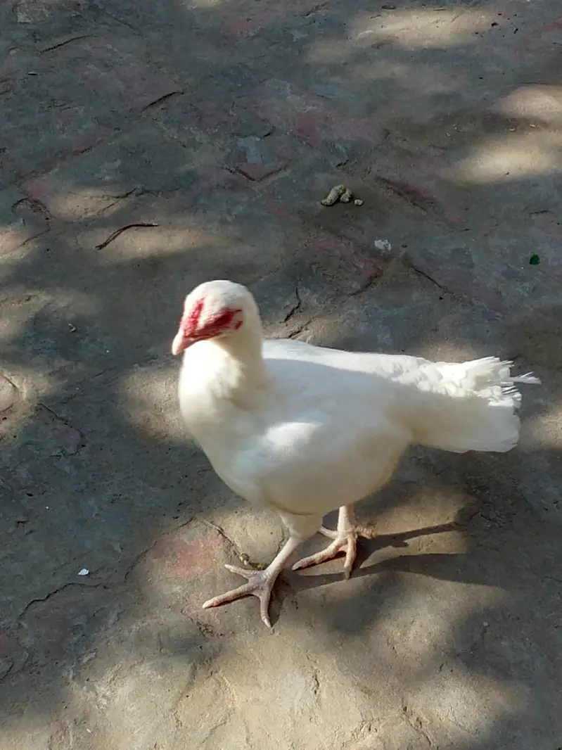 Heera Aseel Pair & Golden Buff Roosters Available for Sale — photo 6