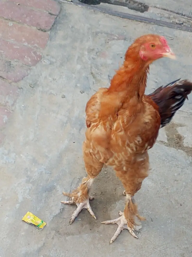 Heera Aseel Pair & Golden Buff Roosters Available for Sale — photo 7