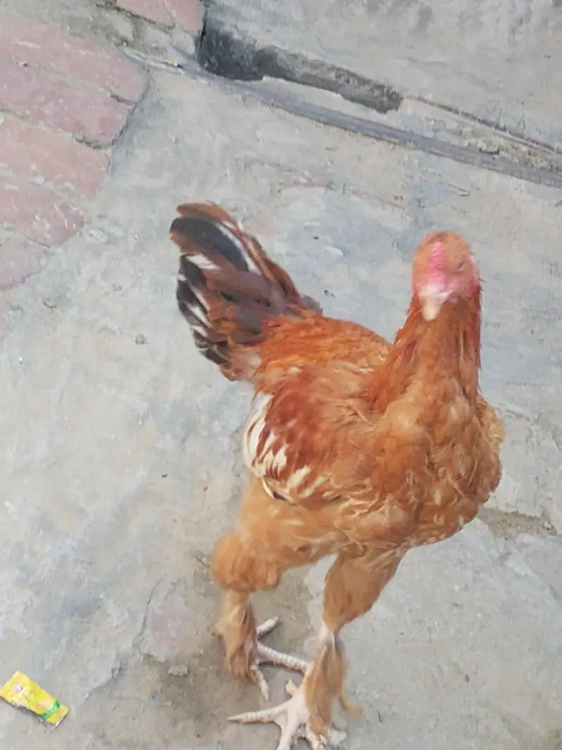 Heera Aseel Pair & Golden Buff Roosters Available for Sale — photo 8