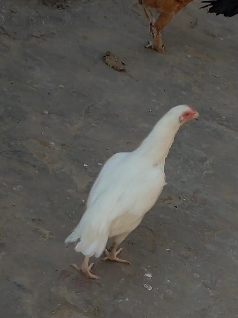 Heera Aseel Pair & Golden Buff Roosters Available for Sale — photo 9