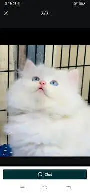Persian cat for sale male or female WhatsApp 348=60=30=296 — photo 3