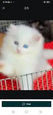 Persian cat for sale male or female WhatsApp 348=60=30=296 — photo 4