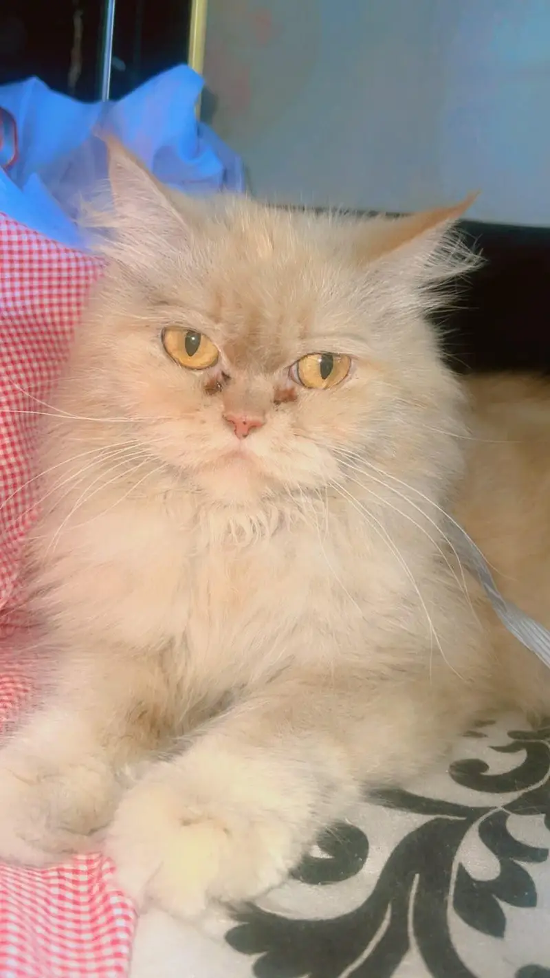 Pure Persian punch face  Cat  Golden Peach Shade Active & Playful