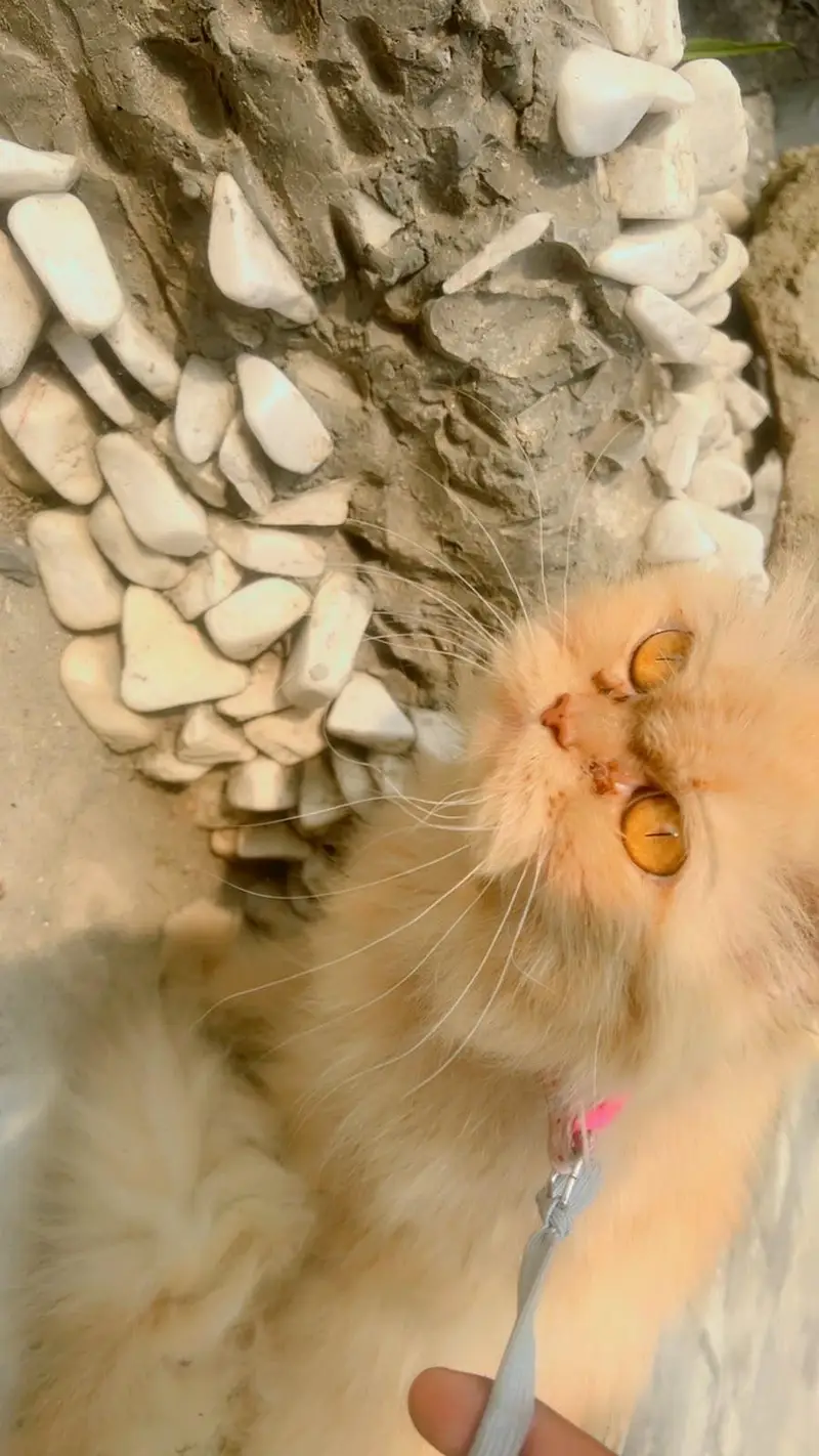 Pure Persian punch face  Cat  Golden Peach Shade Active & Playful — photo 2