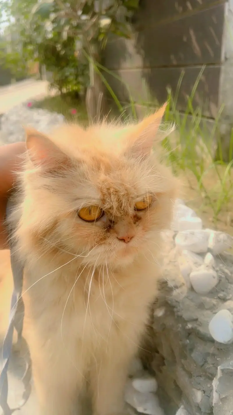 Pure Persian punch face  Cat  Golden Peach Shade Active & Playful — photo 3