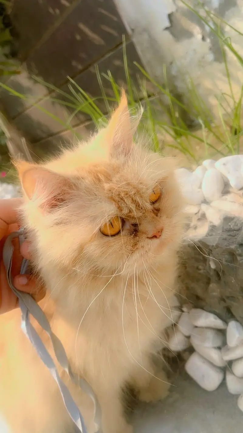 Pure Persian punch face  Cat  Golden Peach Shade Active & Playful — photo 4