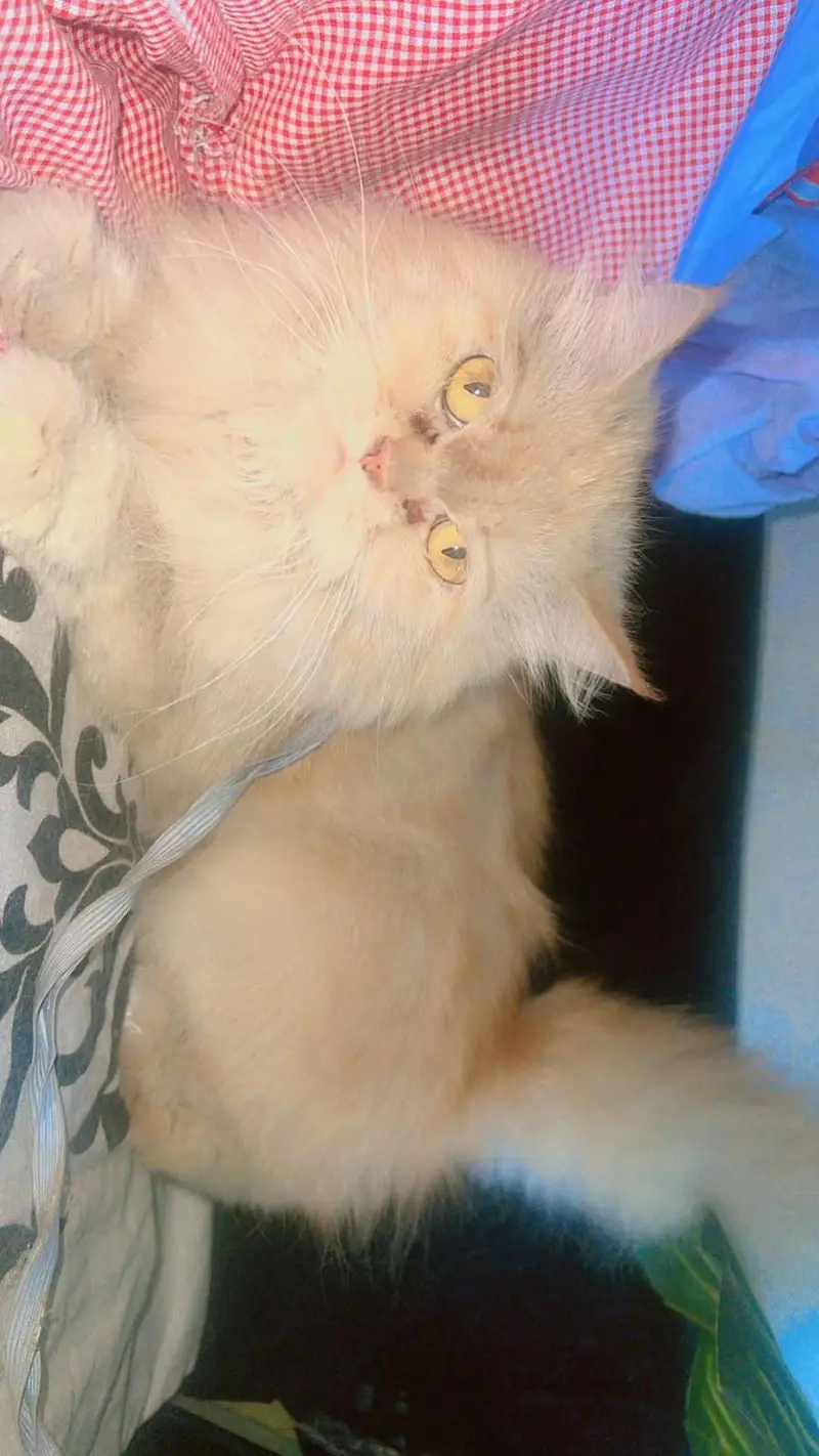 Pure Persian punch face  Cat  Golden Peach Shade Active & Playful — photo 5