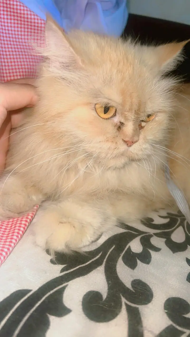 Pure Persian punch face  Cat  Golden Peach Shade Active & Playful — photo 6