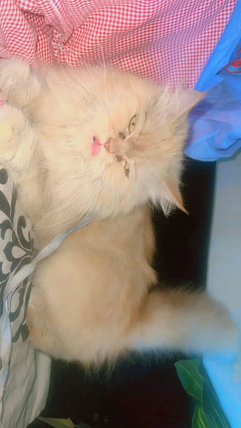 Pure Persian punch face  Cat  Golden Peach Shade Active & Playful — photo 7