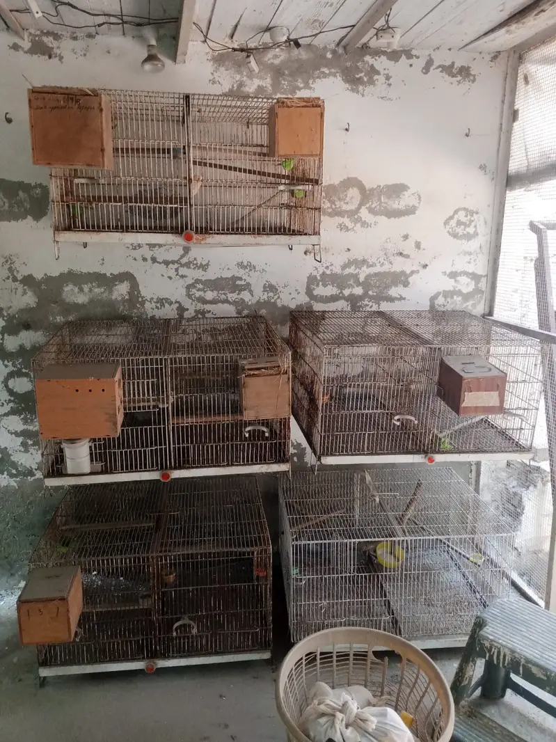 Fenches cage — photo 2