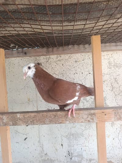 mix pigeons