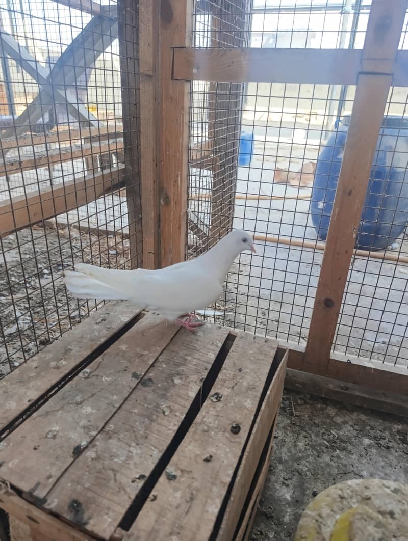 mix pigeons 1