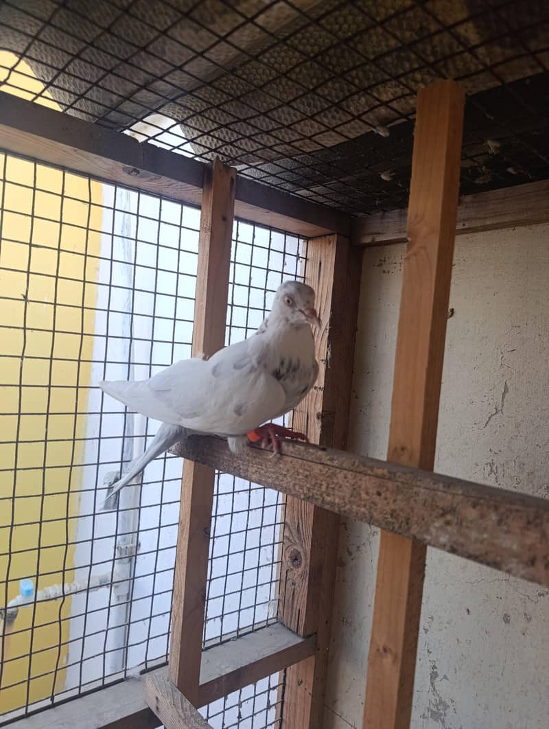 mix pigeons 2