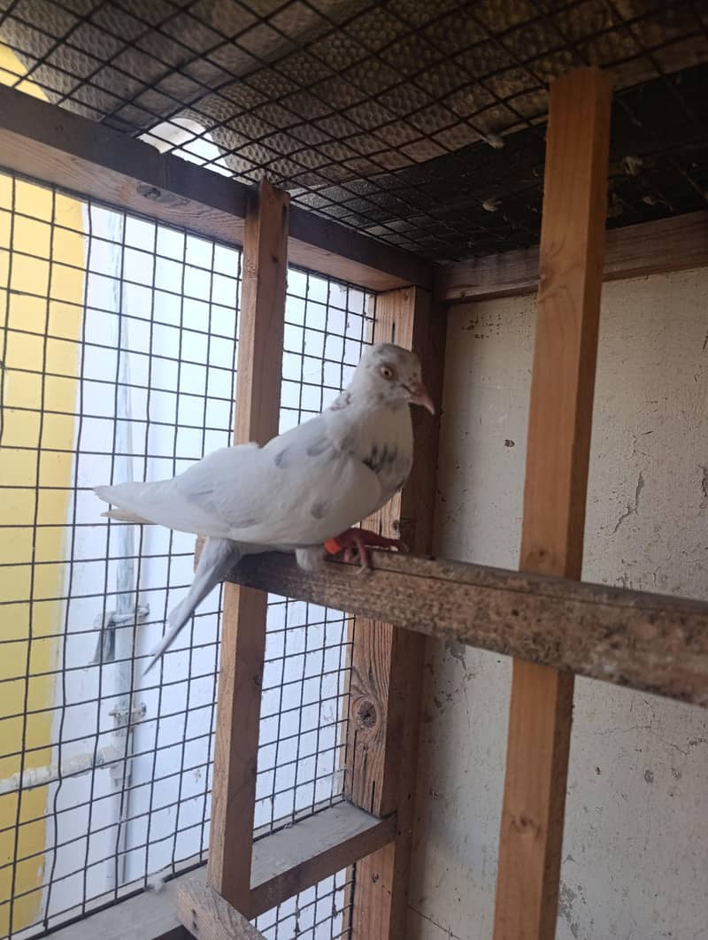 mix pigeons 3