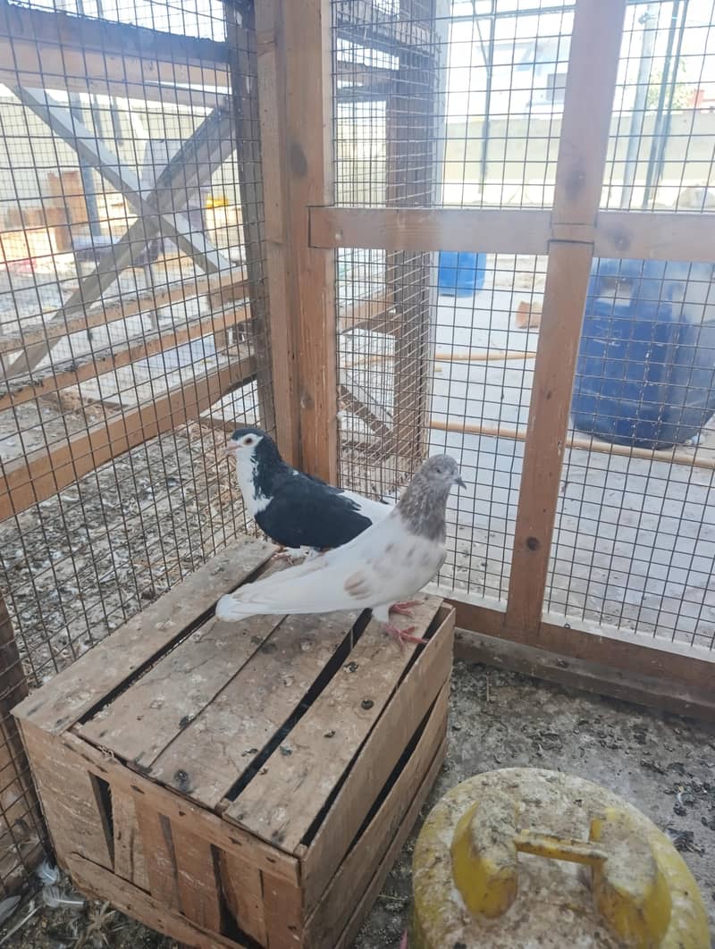 mix pigeons 4