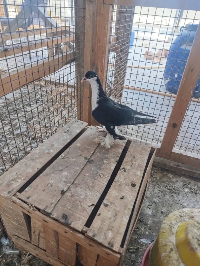 mix pigeons 5