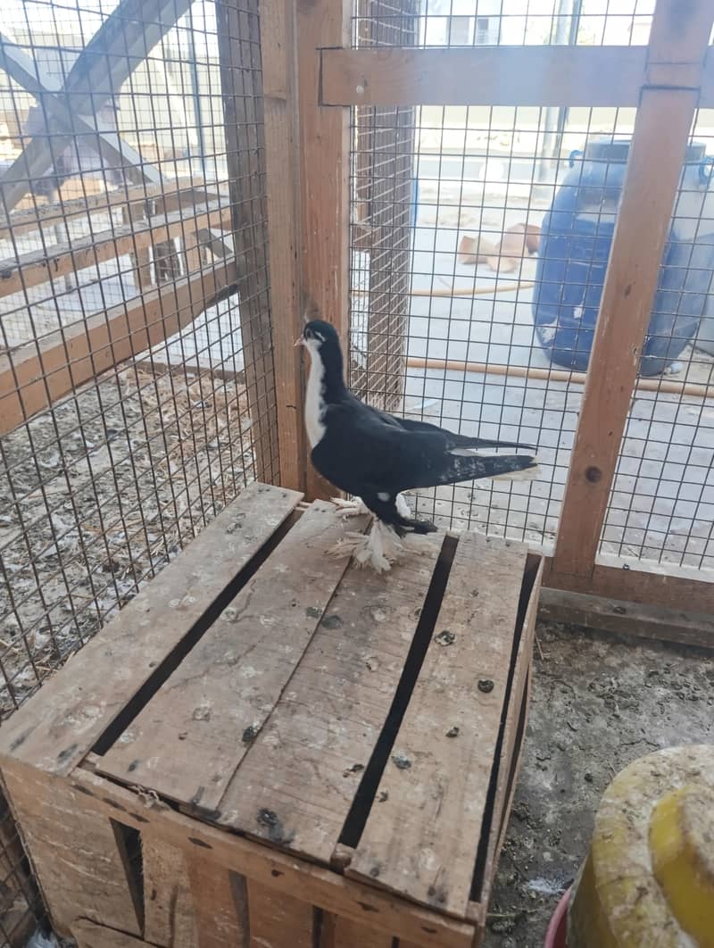 mix pigeons 6