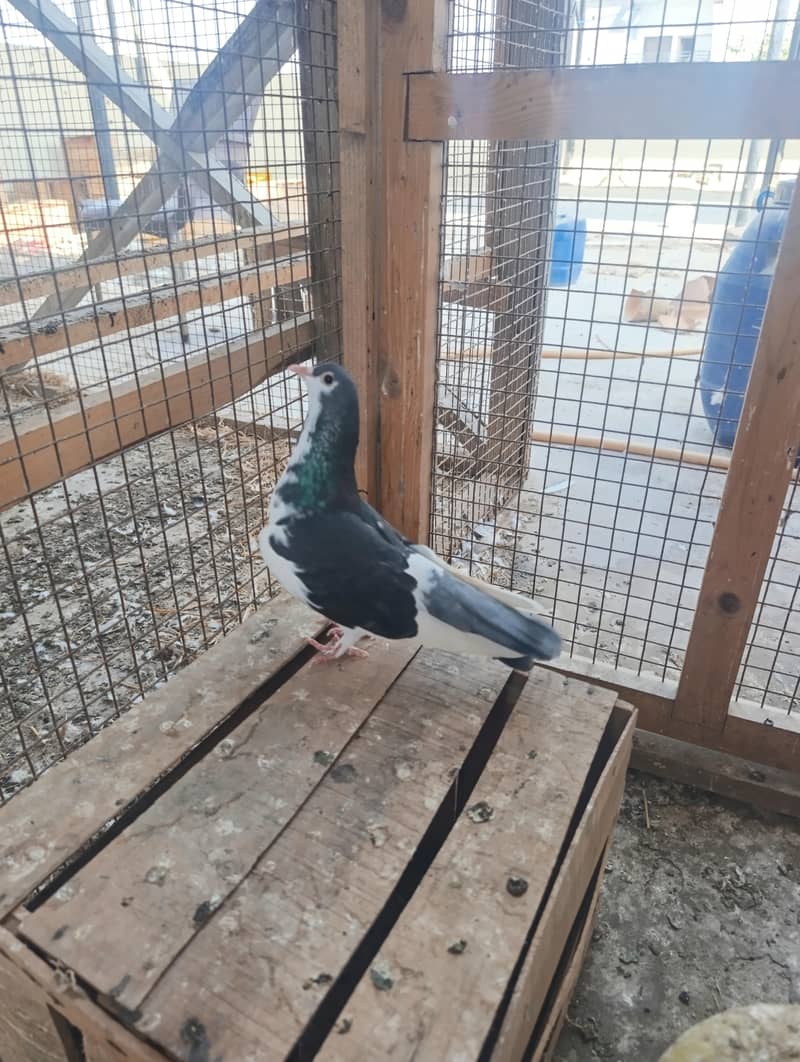 mix pigeons 7