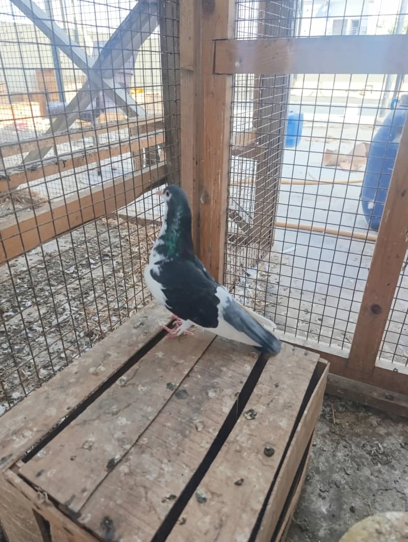 mix pigeons 8