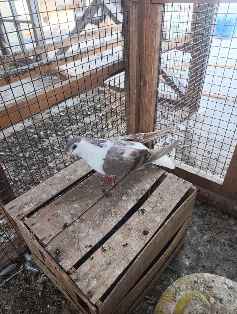 mix pigeons 9