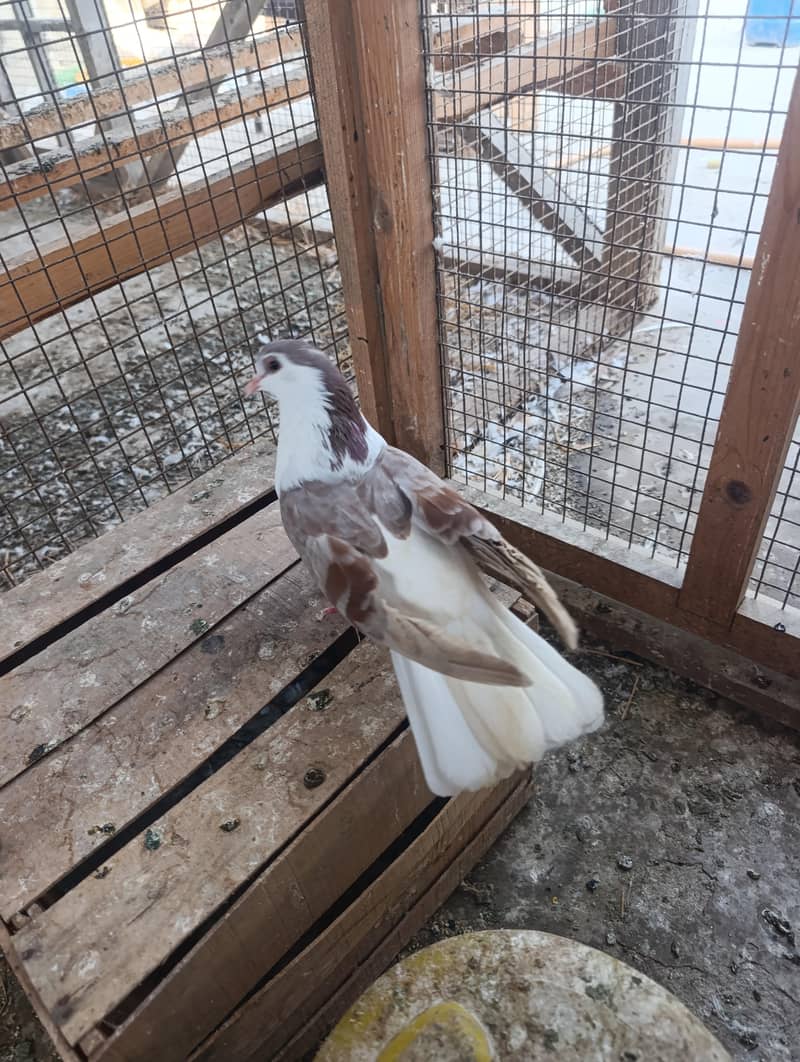 mix pigeons 10