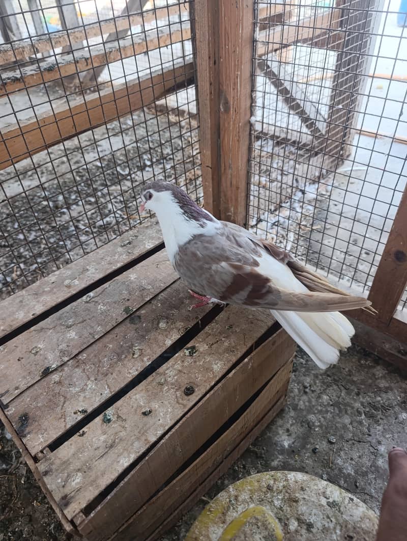 mix pigeons 11
