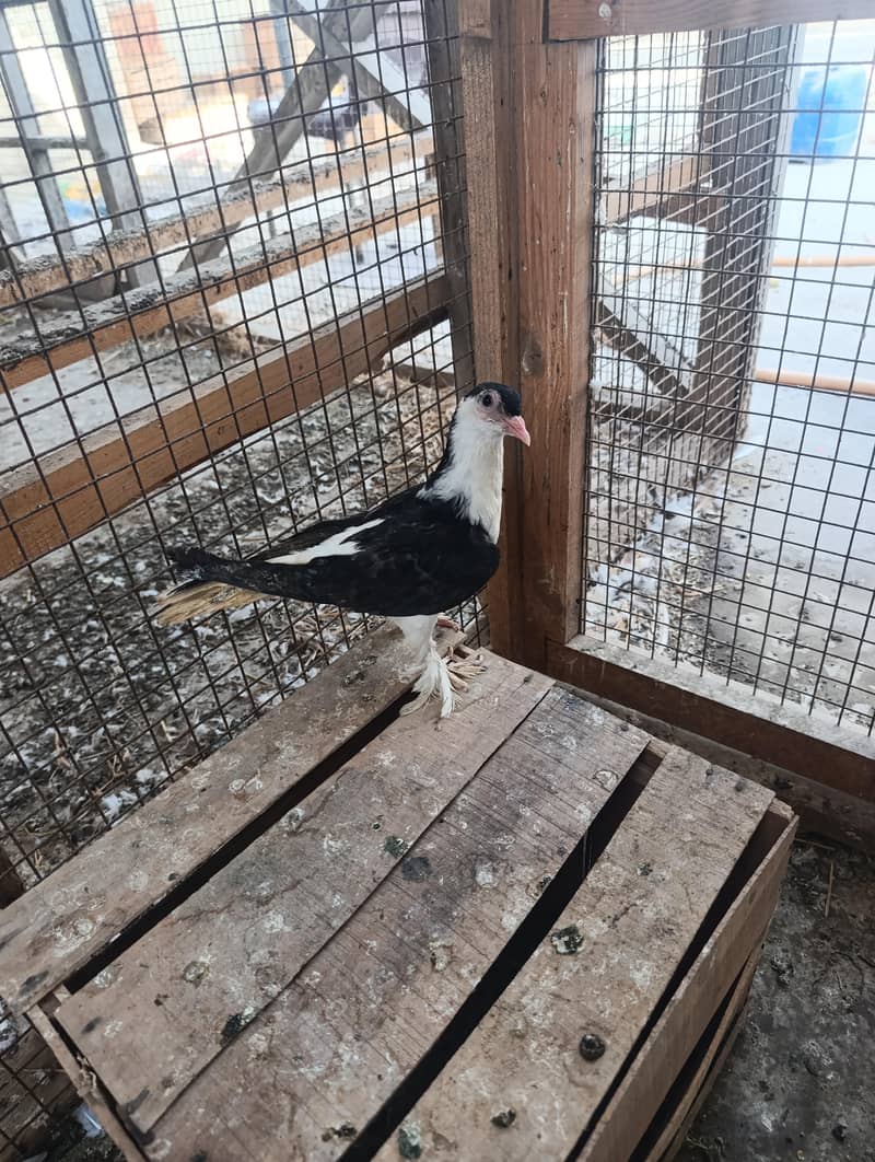 mix pigeons 12