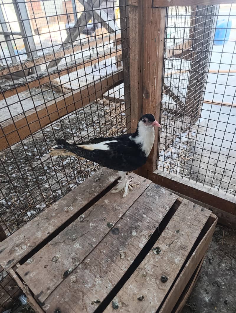 mix pigeons 13