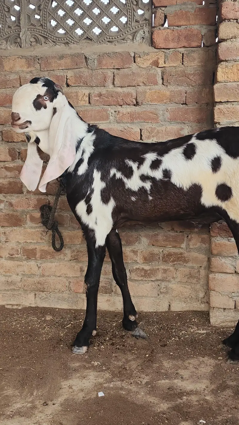 Betal lal daba bakra/goat/breeder