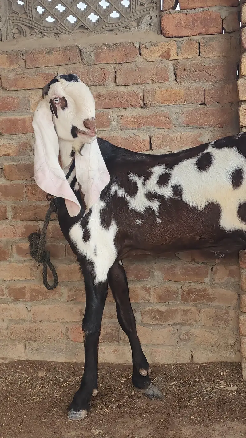 Betal lal daba bakra/goat/breeder — photo 2