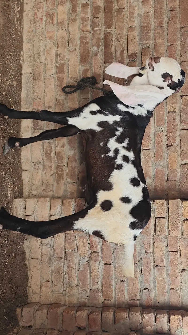 Betal lal daba bakra/goat/breeder — photo 3