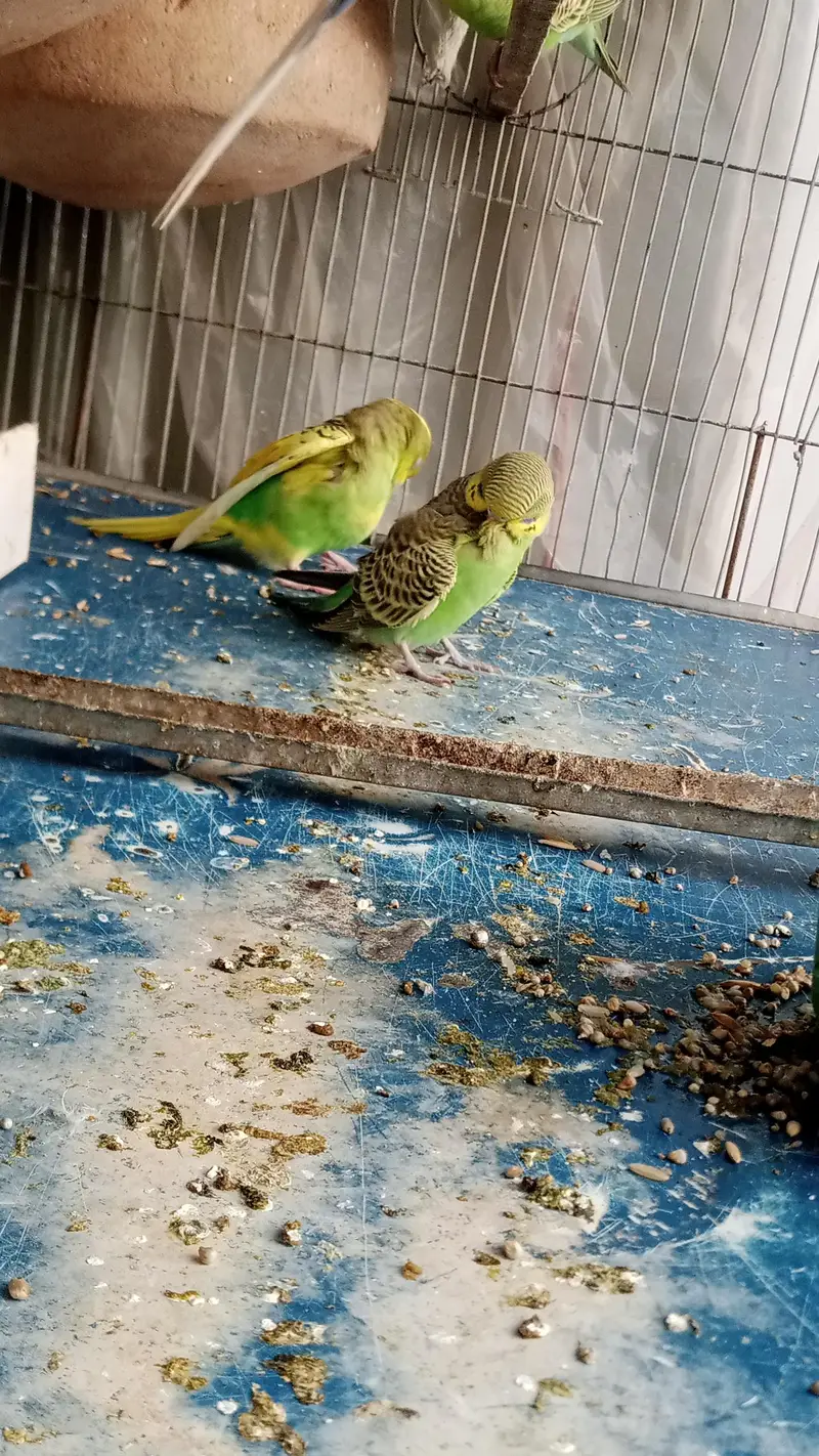 3 pair Beautifull colour bujree pathaye for sale. — photo 2