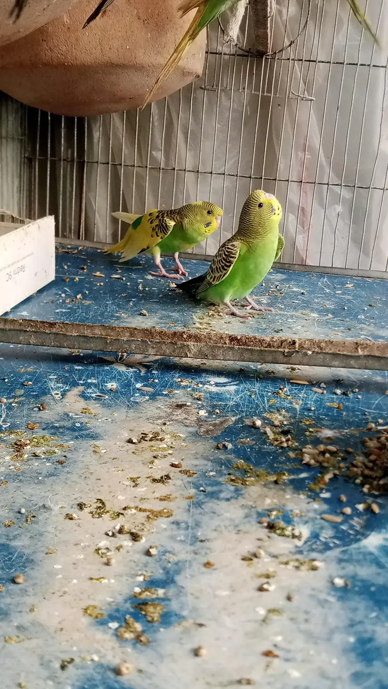 3 pair Beautifull colour bujree pathaye for sale. — photo 4