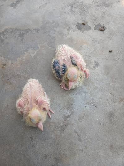Lakkay Baby sale for hand tame