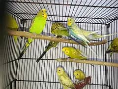Breeder pair Big size Full healthy Best  And ready for breead