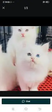 Persian cat for sale male or female WhatsApp 348=60=30=296 — photo 2