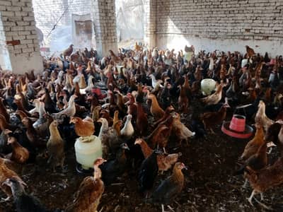 Golden maisi hens available