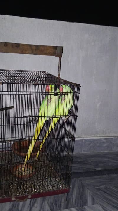 Kamshmiri Raw Parrots