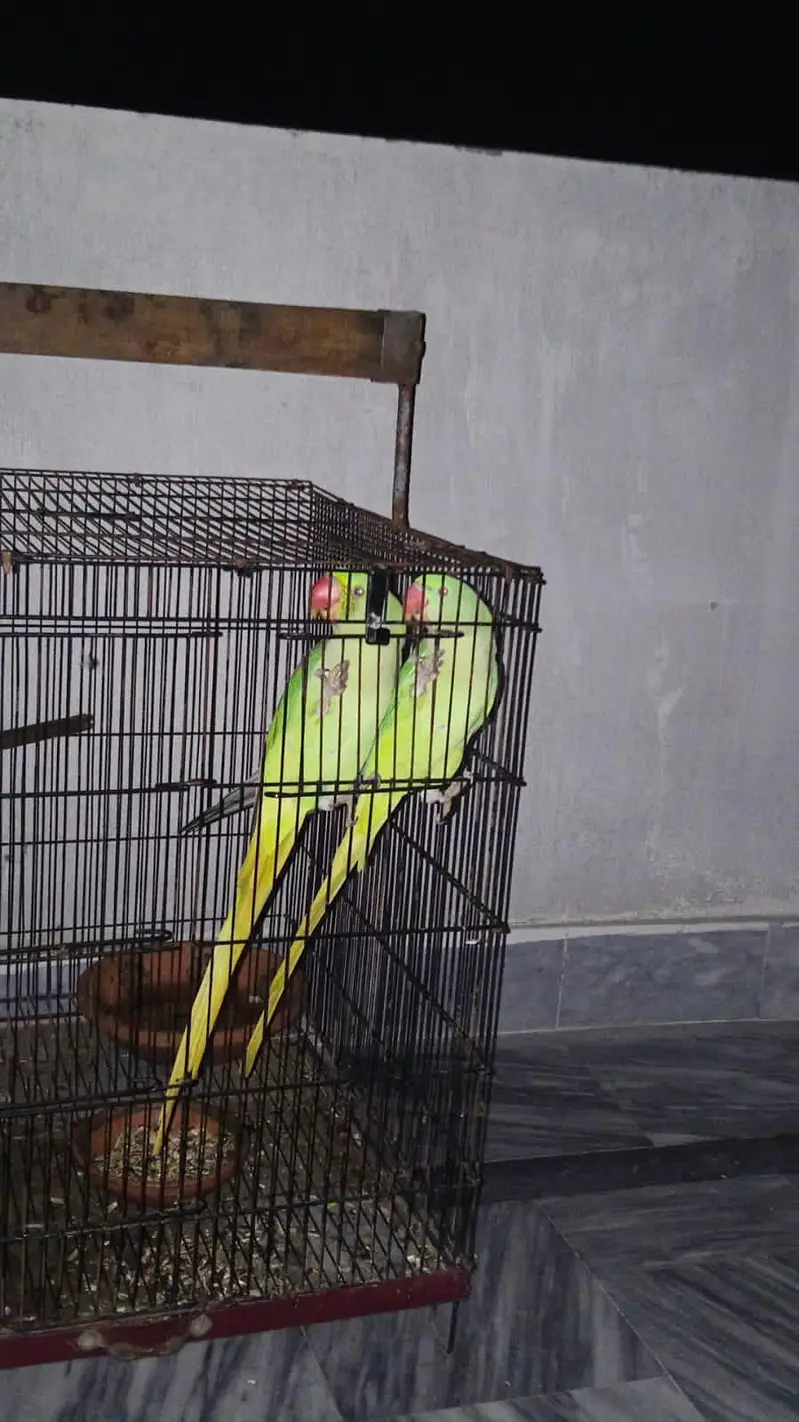 Kamshmiri Raw Parrots