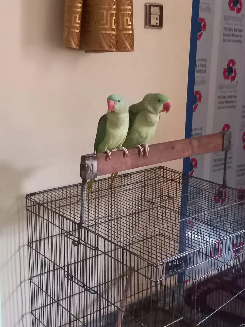 Kamshmiri Raw Parrots — photo 2