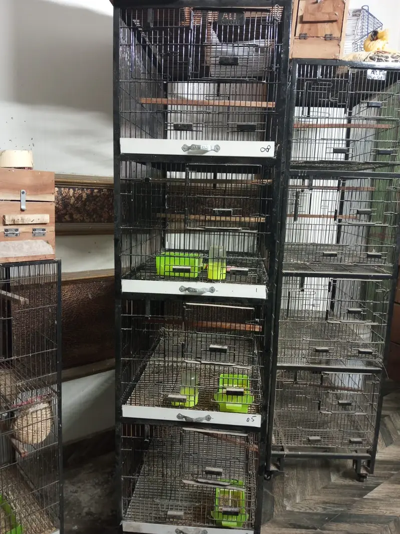 Birds cages | cages | iron cages | portion cages | lovebirds cages